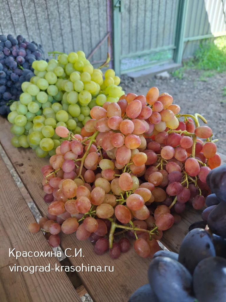 Кишмиш Айя виноград.jpg