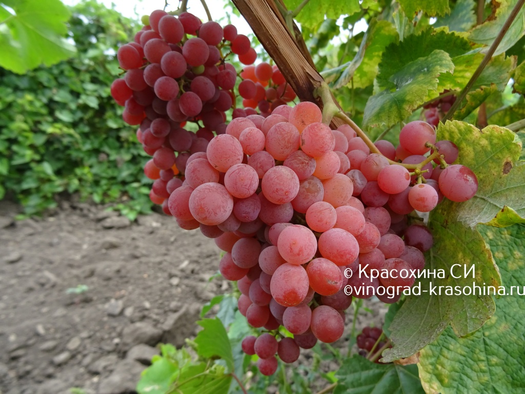 Ярушка (1).JPG