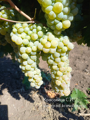 Виноград сорт Махроватчик, Красохина СИ