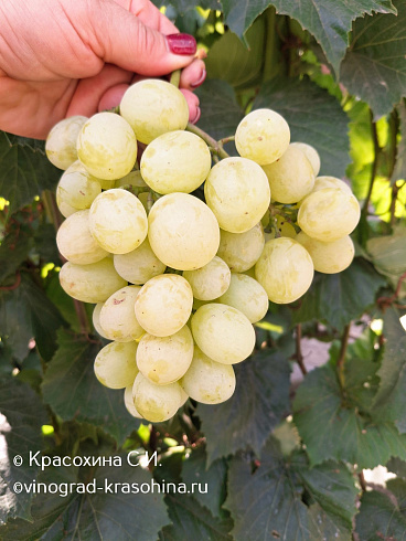 Виноград Белоснежка, питомник Красохиной