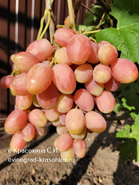 Басанти