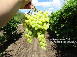 Кишмиш Бесподобный