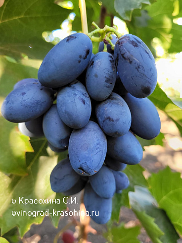 Виноград Черная пуля, питомник Красохиной