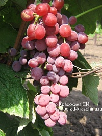 Виноград Ванесса