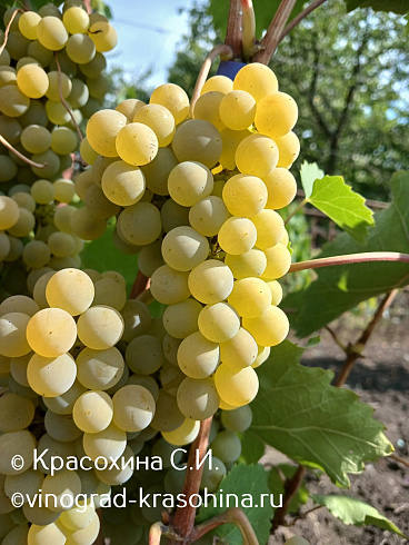 Урожай сорта винограда Ледяной, питомник Красохиной