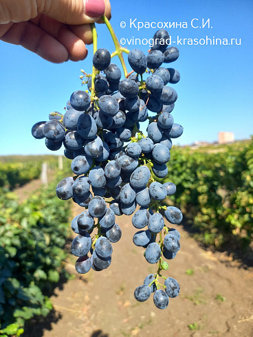 Виноград сорта Муджуретули, фото Красохиной СИ