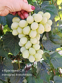 Белоснежка