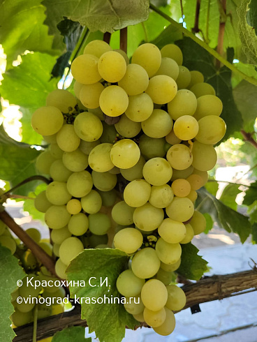 Виноград Ананасный ранний, фото Красохиной СИ