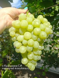 Кишмиш Валентино