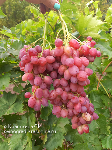 Виноград кишмиш Велес, питомник Красохиной