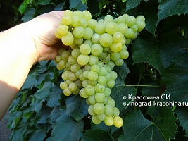 Виноград Золотце
