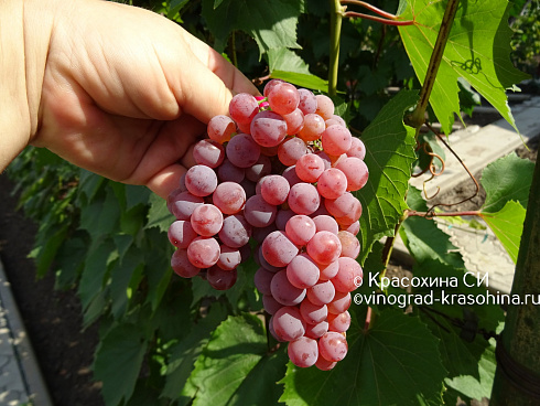 Виноград Сомерсет сидлис, питомник Красохиной