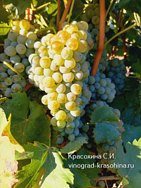 Виноград Вельшрислинг