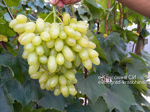 Гроздь крупноягодного бессемянного сорта винограда Арарат