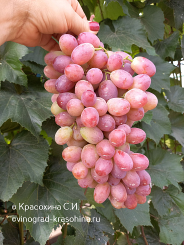 Виноград Зоренька, фото Красохиной СИ