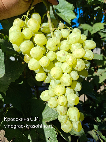 Виноград Валентино кишмиш, фото Красохиной СИ