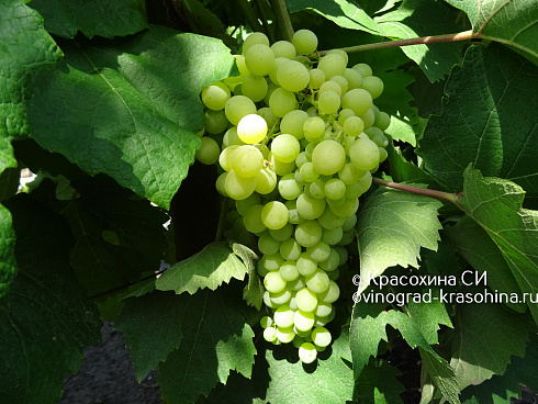 Виноград кишмиш Коктейль, питомник Красохиной