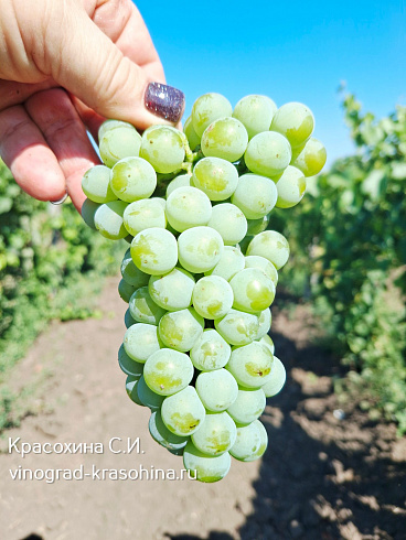 Виноград Мускарис, питомник Красохиной