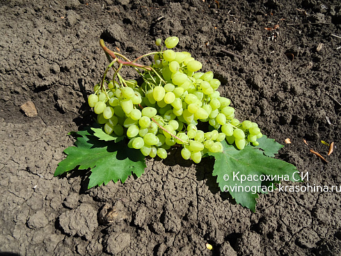 Гроздь винограда кишмиш Бесподобный, фото Красохиной СИ