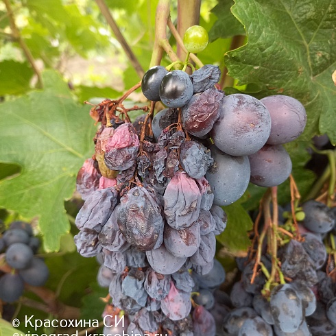 Чем опасен дефицит магния у винограда 