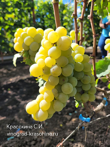 Виноград Валвин мускат, фото Красохиной СИ