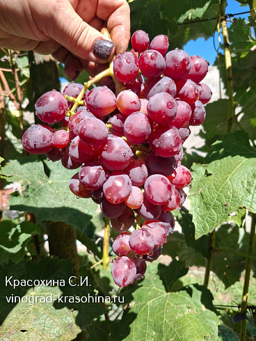 Виноград Маша, питомник Красохиной 