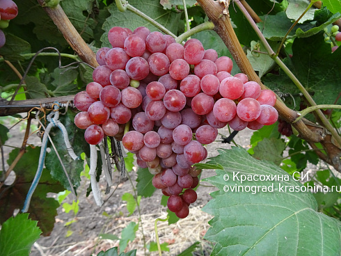 Гроздь винограда кишмиш Ярушка, питомник Красохиной