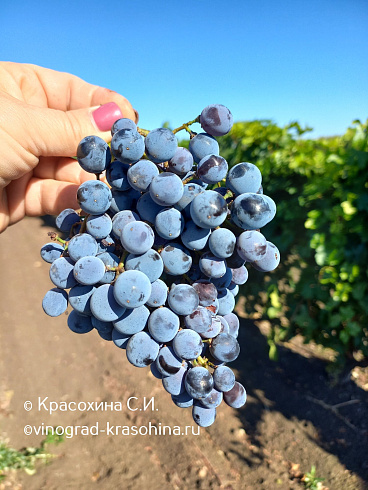 Виноград винный Алиберне, питомник Красохиной