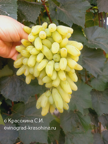 Гроздь винограда Ламборджини, питомник Красохиной
