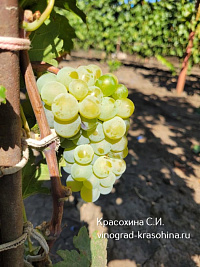Виноград Валвин мускат
