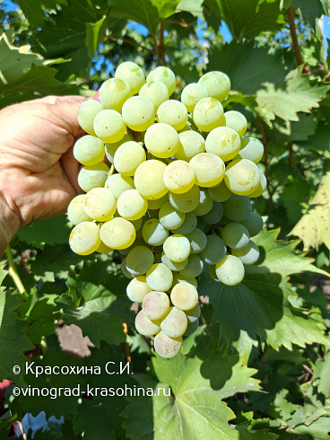 Виноград универсальный Дружба, фото Красохиной