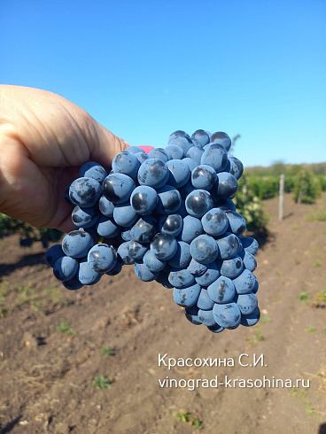 Гроздь винограда сорта Плечистик, Красохина СИ