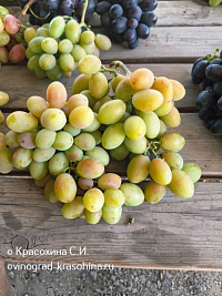Сорт винограда Абажур