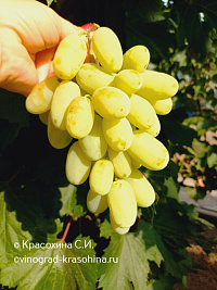 Айсар - гроздь винограда
