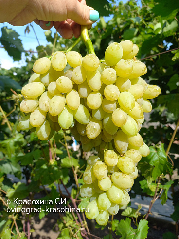 Гроздь винограда Столетие, питомник Красохиной
