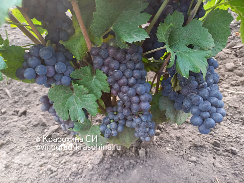 Урожай винограда сорта Пино нуар на кустах, питомник Красохиной