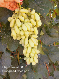 Кишмиш Арарат