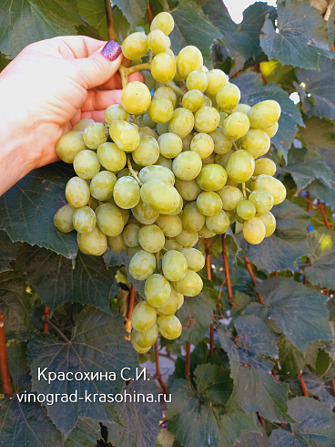 Гроздь сорта Шайн мускат, питомник Красохиной С.И.