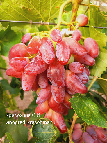 Гроздь винограда Джокер, фото Красохиной СИ
