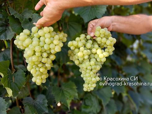 Грозди винограда Валентино кишмиш, фото Красохиной СИ