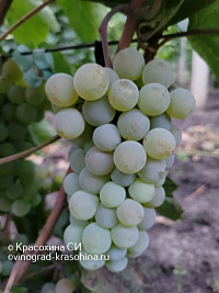 Виноград Вандаль Клише